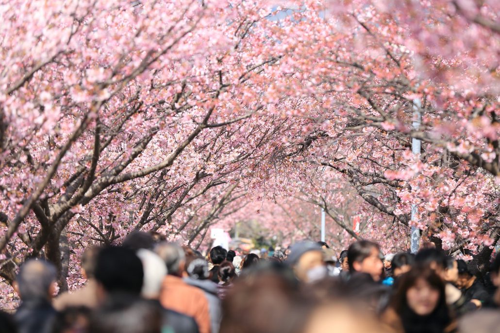 cherry blossoms in seoul