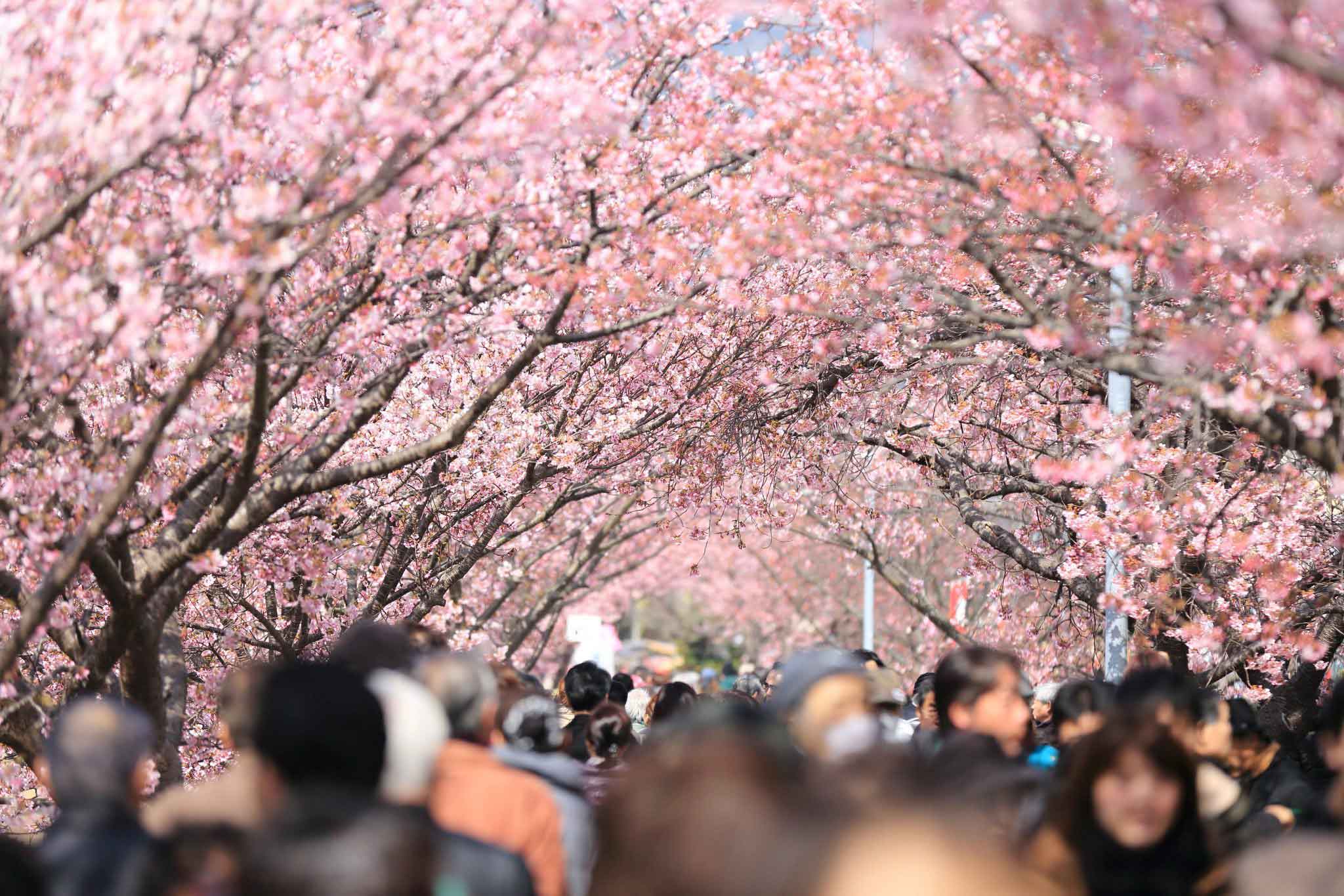 Best Places To Spot Cherry Blossoms In Seoul Adventure Teaching