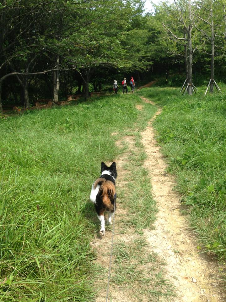 rescue dog korea